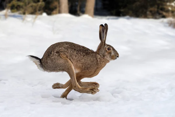 Hare springer i skogen — Stockfoto