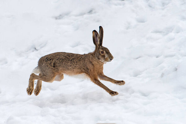 Заяц бегает по полю
