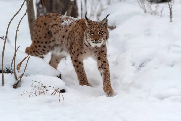 Lynx on the snow — Stock Photo, Image
