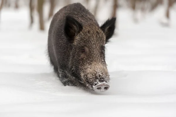 Wildschweine im Winterwald — Stockfoto