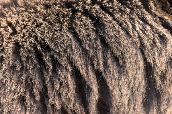 Cabelo de urso marrom — Fotografia de Stock