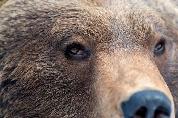 Bruine beer oog — Stockfoto