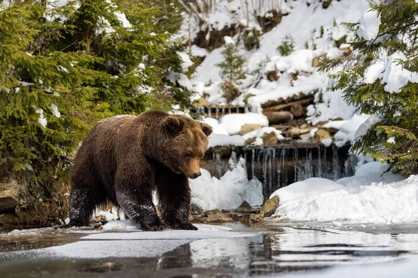 Дикий коричневий ведмідь біля лісового озера — стокове фото