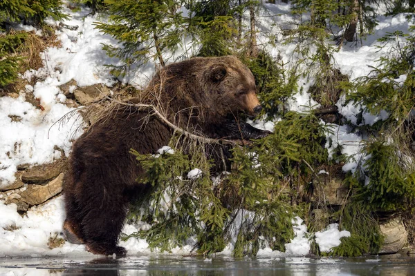 在冬季森林中的野生棕熊 — 图库照片