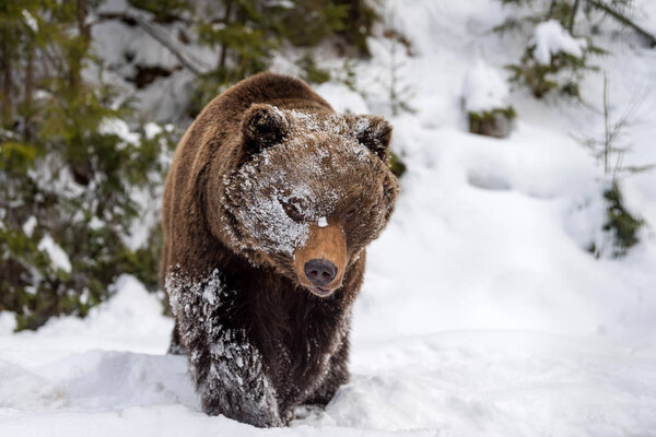 Бурый медведь в зимнем лесу
