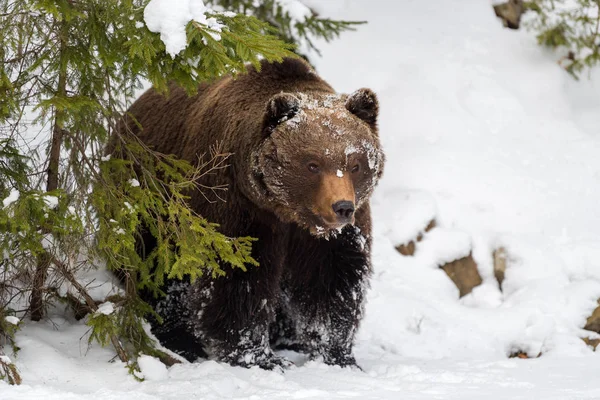 Oso pardo salvaje en bosque de invierno — Foto de Stock