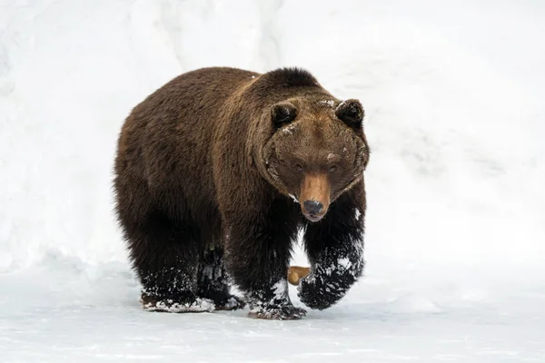 Wild bruine beer in winter forest — Stockfoto