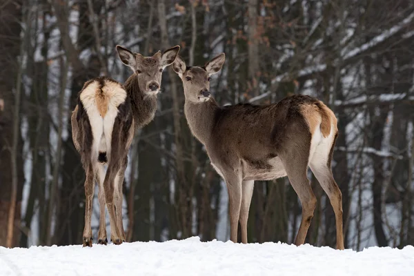 Cerfs dans la forêt d'hiver — Photo