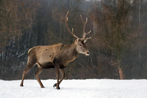 Cervo rosso nella foresta invernale — Foto Stock