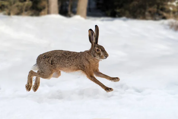 Hare running in the forest — Stock Photo, Image