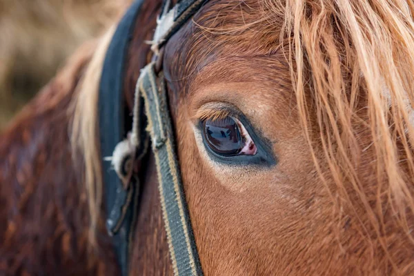 Ojo Cerca Del Caballo Bahía Erabian —  Fotos de Stock