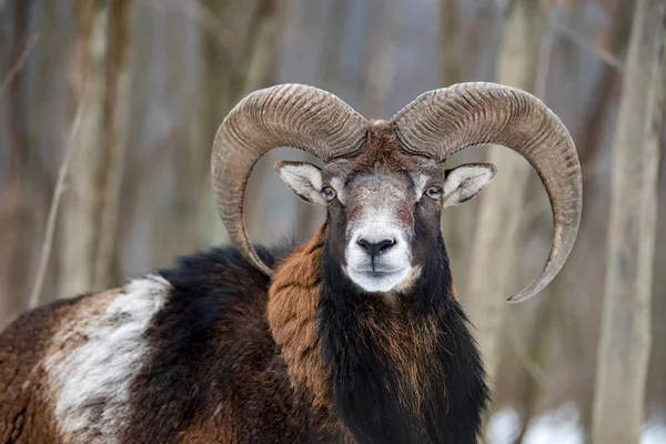 Mouflon, Ovis orientalis, animal com chifres florestais no habitat natural — Fotografia de Stock