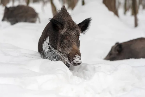 Yaban domuzu kış orman — Stok fotoğraf