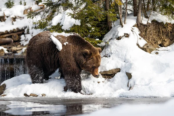 Urso castanho selvagem perto de um lago florestal — Fotografia de Stock