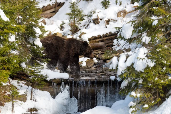 Téli erdőben vadon élő barna medve — Stock Fotó