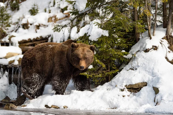 Divoký medvěd hnědý v zimním lese — Stock fotografie