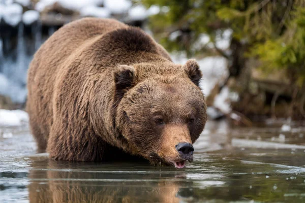 Ours brun sauvage près d'un lac forestier — Photo