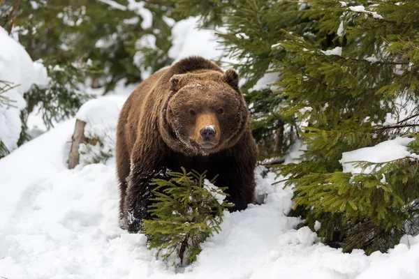 Urso castanho selvagem na floresta de inverno — Fotografia de Stock