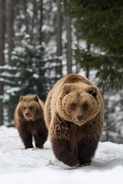 Rodzina niedźwiedź w lesie zimą — Zdjęcie stockowe