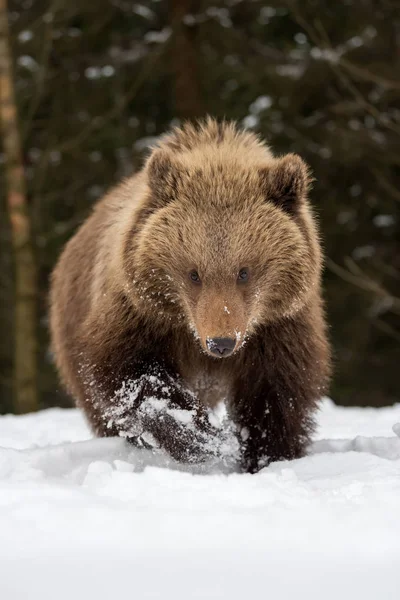 Дикий коричневий ведмідь кубик крупним планом — стокове фото