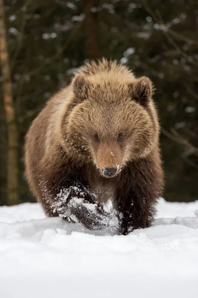 Wilde bruine beer cub closeup — Stockfoto