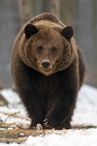 Urso castanho selvagem na floresta de inverno — Fotografia de Stock