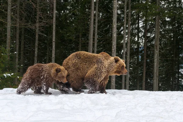 Urso brincando na floresta de inverno — Fotografia de Stock