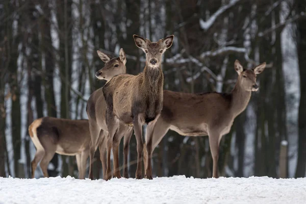Ciervos en el bosque de invierno —  Fotos de Stock
