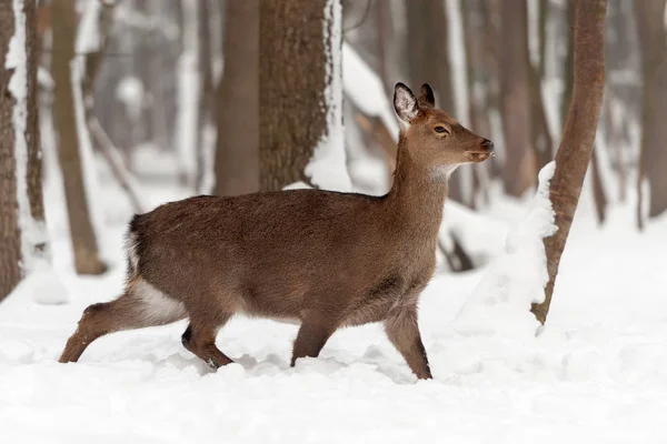 Veados vermelhos na floresta de inverno — Fotografia de Stock