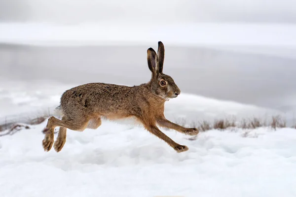 Hare kör i fältet — Stockfoto