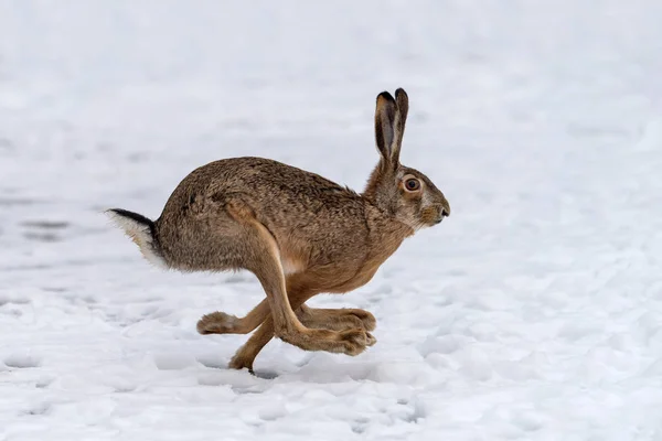 Hare running in the field — Stock Image Hare running in the field Royalty Free Stock Images