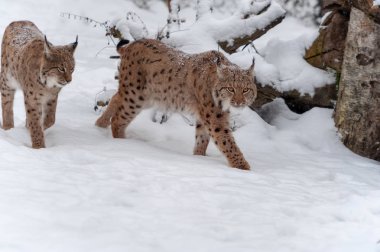 Lynx kar