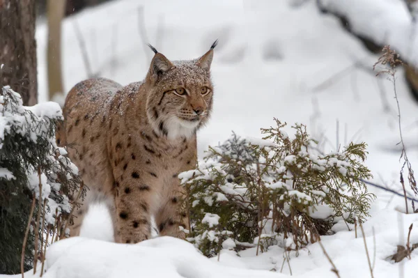 Lince en la nieve — Foto de Stock