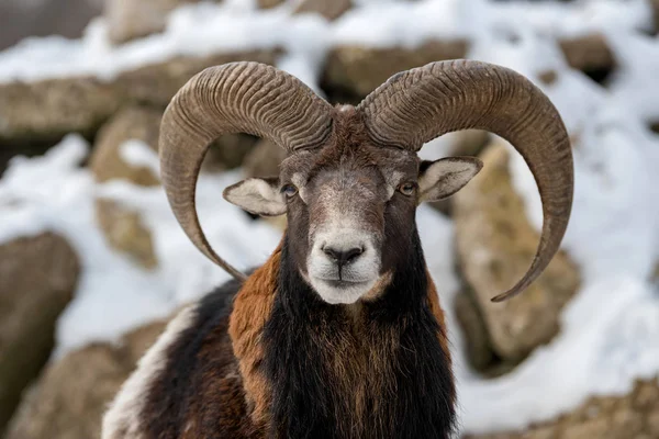 Mouflon, Ovis orientalis, forest horned animal in nature habitat — Stock Photo, Image