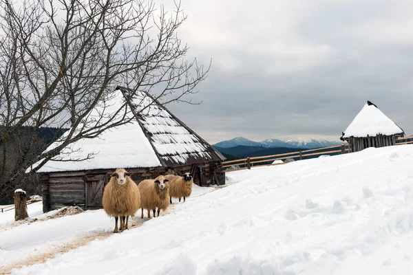 Πρόβατα στο χειμώνα — Φωτογραφία Αρχείου