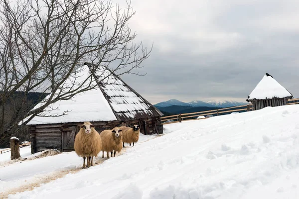 Schapen in de winter — Stockfoto