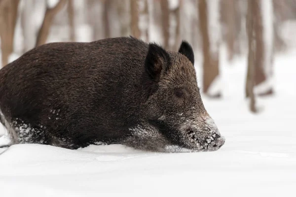 Vildsvin i vinter skog — Stockfoto