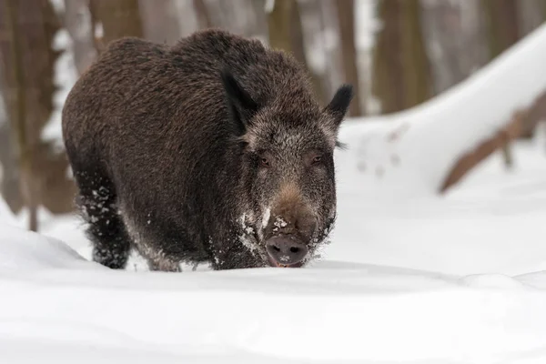 Wildschweine im Winterwald — Stockfoto