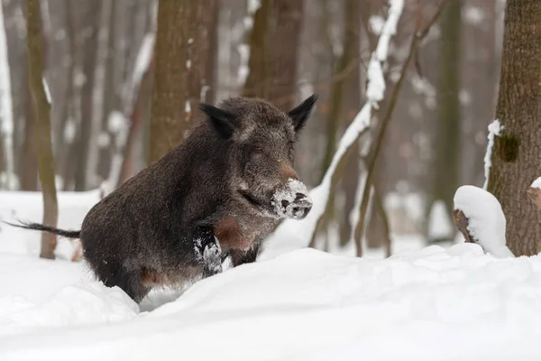 Wilde zwijnen in winter forest — Stockfoto