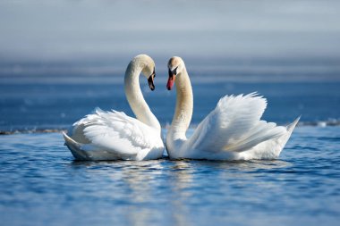 romantik iki kuğu, aşk sembolü