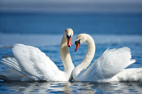 Romantic two swans, symbol of love