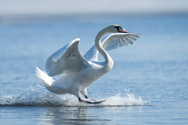 Mute swan flapping wings — Stock Photo, Image