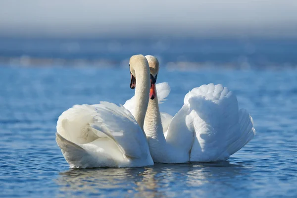 浪漫两只天鹅，爱的象征 — 图库照片