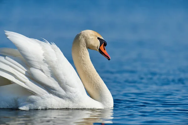 Swan on blue lake water in sunny day — Stock Photo, Image