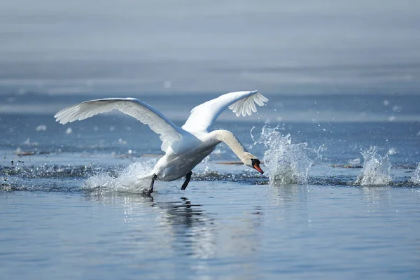 Лебеди летят на озере — стоковое фото