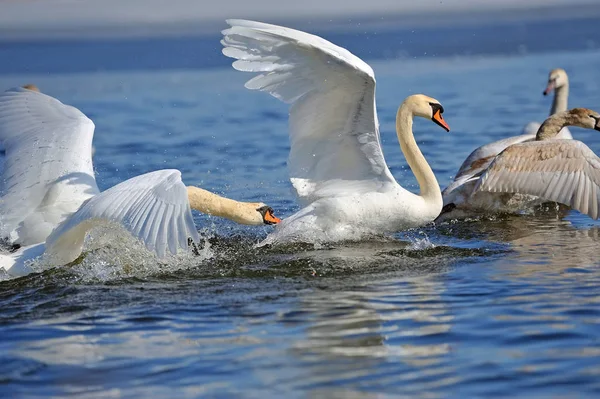 天鹅在湖上飞行 — 图库照片