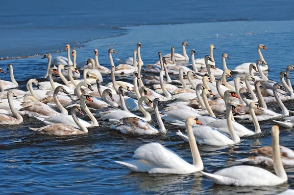 Gruppo di cigni bianchi che nuotano in acqua — Foto Stock