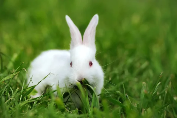 Дитячі білі кролики в траві — стокове фото