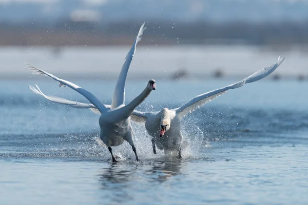 Cisnes volando en el lago — Foto de Stock