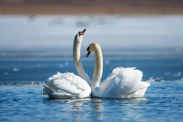 Romântico dois cisnes, símbolo do amor — Fotografia de Stock